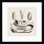 Gastrochaena by Anonymous