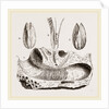 Gastrochaena by Anonymous