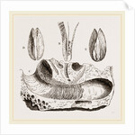 Gastrochaena by Anonymous
