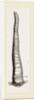 Javanese Aspergillum by Anonymous
