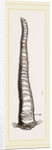 Javanese Aspergillum by Anonymous