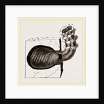 Cavagella aperta by Anonymous