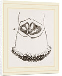 Aspergillum vaginiferum by Anonymous
