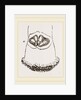Aspergillum vaginiferum by Anonymous
