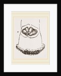 Aspergillum vaginiferum by Anonymous