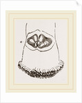 Aspergillum vaginiferum by Anonymous