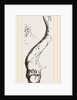 New Zealand Aspergiilum by Anonymous