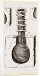 Clavagella aperta by Anonymous