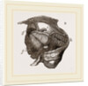 Clavagella by Anonymous