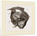 Clavagella by Anonymous