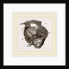 Clavagella by Anonymous