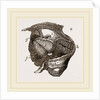 Clavagella by Anonymous