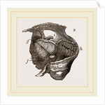 Clavagella by Anonymous