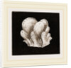 Amaroucium proliferum by Anonymous