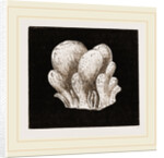 Amaroucium proliferum by Anonymous