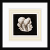 Amaroucium proliferum by Anonymous