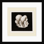 Amaroucium proliferum by Anonymous