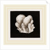 Amaroucium proliferum by Anonymous