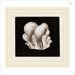 Amaroucium proliferum by Anonymous