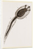 Tadpole of Amaroucium proliferum magnified by Anonymous