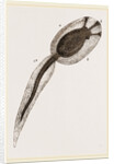 Tadpole of Amaroucium proliferum magnified by Anonymous