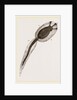 Tadpole of Amaroucium proliferum magnified by Anonymous