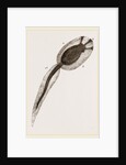Tadpole of Amaroucium proliferum magnified by Anonymous