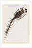 Tadpole of Amaroucium proliferum magnified by Anonymous