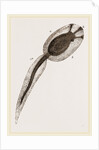 Tadpole of Amaroucium proliferum magnified by Anonymous