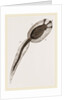 Tadpole of Amaroucium proliferum magnified by Anonymous