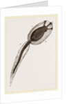 Tadpole of Amaroucium proliferum magnified by Anonymous