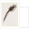 Tadpole of Amaroucium proliferum magnified by Anonymous