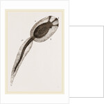 Tadpole of Amaroucium proliferum magnified by Anonymous