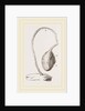 Boltenia reniformis by Anonymous