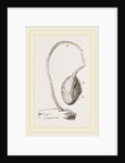 Boltenia reniformis by Anonymous