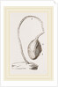 Boltenia reniformis by Anonymous