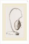 Boltenia reniformis by Anonymous