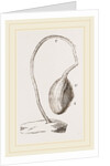 Boltenia reniformis by Anonymous