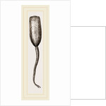 Lingula anatina by Anonymous