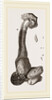 Gymnolepas Cuvieri by Anonymous