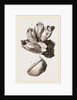 Ealanus Psittacus by Anonymous