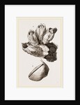 Ealanus Psittacus by Anonymous