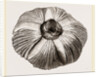 Coronula Balaenaris by Anonymous
