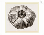 Coronula Balaenaris by Anonymous