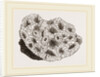 Pyrgoma crenatum by Anonymous