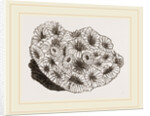 Pyrgoma crenatum by Anonymous