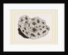 Pyrgoma crenatum by Anonymous