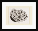 Pyrgoma crenatum by Anonymous