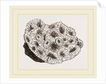 Pyrgoma crenatum by Anonymous