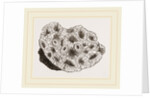 Pyrgoma crenatum by Anonymous